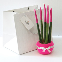 گلدان طبیعی کادویی گل سانسوِریا